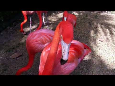 Flamingo at Ardastra Gardens gets in our face @splitplug