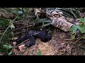 Plant Cassava And Find Food In The Wild Stream, Survival Instinct, Primitive Survival, Kêm Mun, Ep44