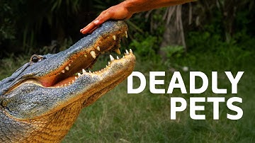 Owning An Exotic Pet Goes Wrong | Predator Pets Mega Marathon