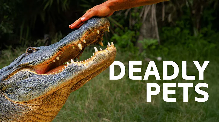Owning An Exotic Pet Goes Wrong | Predator Pets Mega Marathon thumbnail