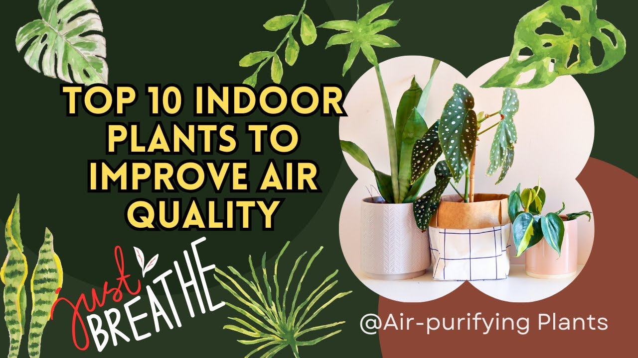 Top 10 Indoor Plants To Improve Air Quality | Breathe Easy With These Air  purifying Plants!