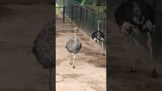 # World&#39;s Largest Bird  Flightless Bird  Ostrich #Tallest  Bird, Heaviest Bird # Mysore Zoo # Shorts