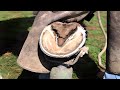 🐴Horse Hoof Cleaning  HOOF TRIMMING Horse farm🐴Trimming’s Effects on Horse Hoof