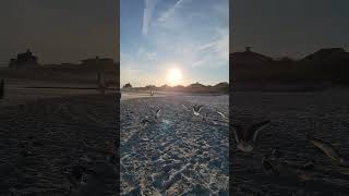 Chasing seagulls on the Beach #myrtlebeach #seagulls