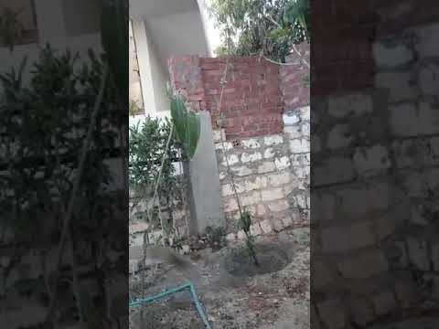 ازقي الزرع شهاب الجنايني