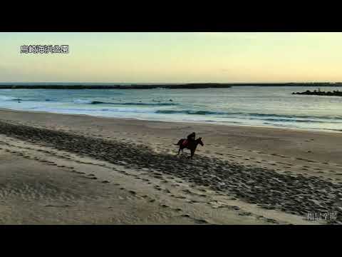 烏崎海浜公園騎馬訓練