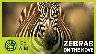 Zebras on the Move | Go wild