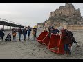 Relch de deux jeunes phoques chous en t 2022 en baie du montsaintmichel