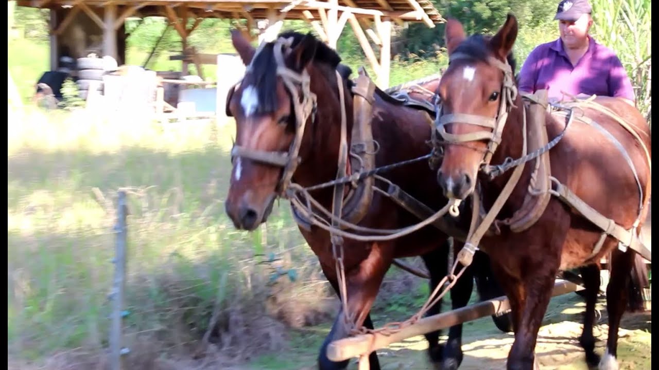 Colocando os cavalos na carroça para doma do Potro Coração Campeiro YouTube Colocando os cavalos na carroça para doma do Potro Coração Campeiro YouTube