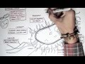 Microbiology  bacteria structure