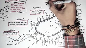 Microbiology - Bacteria (Structure)