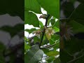 #music #coversong ভালো লাগে ফুল তার মধ্যে নাই কোন ভুল, #banglasong #ishaanergaan