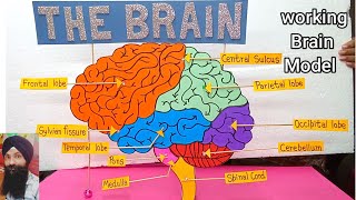 Brain working science model for school || how to make brain model || working science project