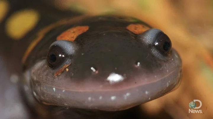 Vernal Pools Spring to Life