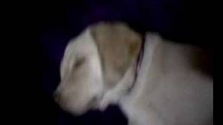 Feliz Cumpleaños Sadith