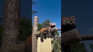 Stuff A Plush at Bamboo-tique
Visiting our red panda family in Asian Highlands will make you want to bring a red panda home – and with Stuff a Plush, you can! 🧸
Made from recycled plastic bottles, you can stuff a plush toy of your choice in Bamboo-tique and get a super soft stuffie that helps you remember your zoo visit and supports wildlife conservation. ❤️
#YourZooYYC Stuff A Plush at Bamboo-tique