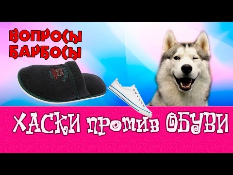 Почему собака таскает вещи хозяина