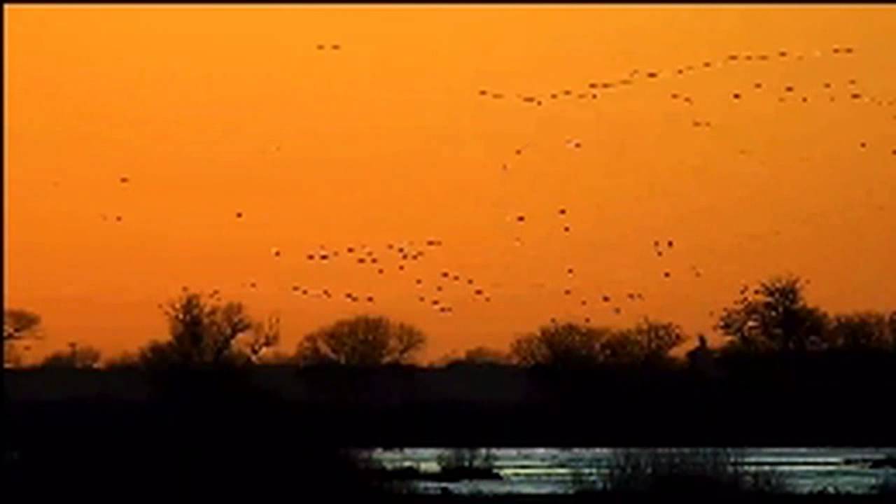 Sandhill Crane Cam at Sunset March 4. 2016 YouTube