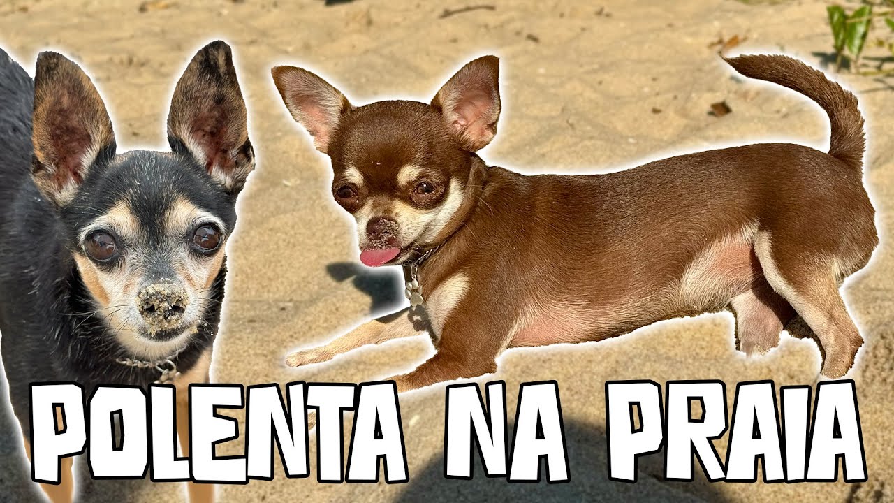 PRIMEIRA VEZ DA POLENTA NA PRAIA 🏖️ UBATUBA - SP