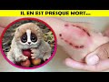 10 Animaux Adorables Mais Terriblement Dangereux