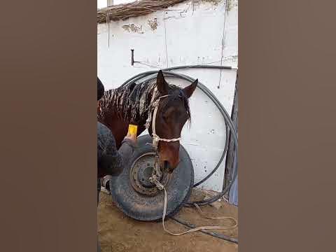 Тандыр Нан Тандырная Лепешка Узбекская кухня #рецепт - YouTube