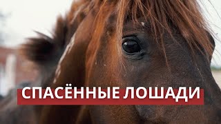 Конюшня в ХУРГАДЕ | Занятия для детей | Арабские скакуны, египетские козы и СТРАУСЯТА