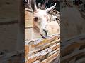 ラマさんに嫌われてしまいました...w【ゆみチャンネル】#宝登山小動物園 #ラマ #長瀞