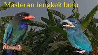 masteran suara tengkek buto ampuh 30 menit