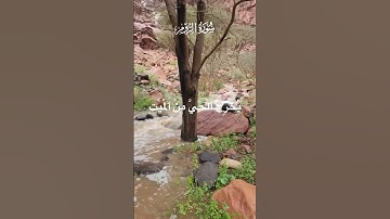 تلاوة عطرة من سورة الروم بصوت الشيخ محمد الفقيه