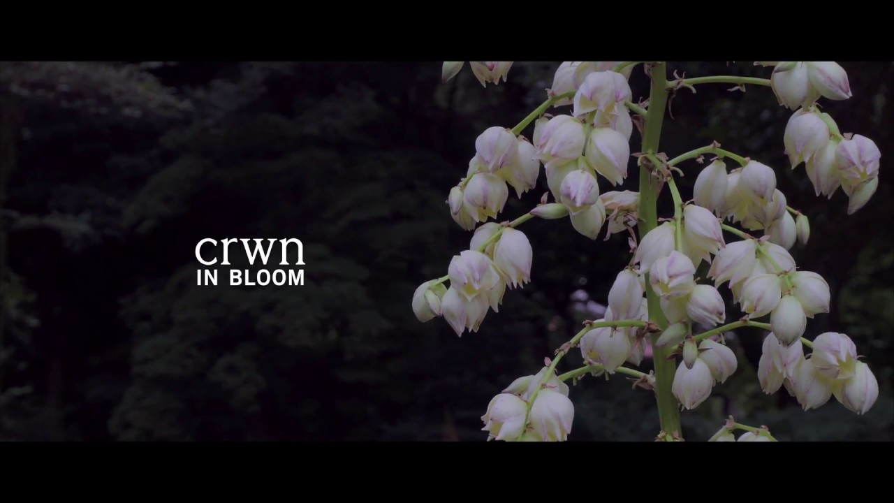 Watch crwn - In Bloom on YouTube Watch crwn - In Bloom on YouTube