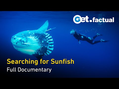 Ocean Stories: Molas and Manatees - Full Ocean Documentary