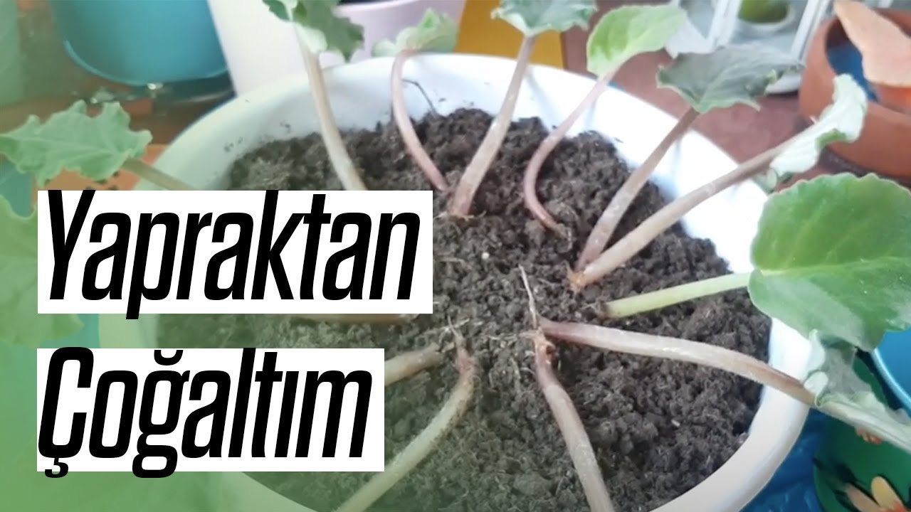 Menekşe Kurtarma Operasyonu 🌺 Yapraktan Menekşe Çoğaltma