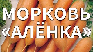 Обзор сорта моркови \