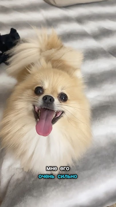 Мы тут ноем😭 #pomeranian #померанскийшпиц #шпиц #немецкийшпиц # ...