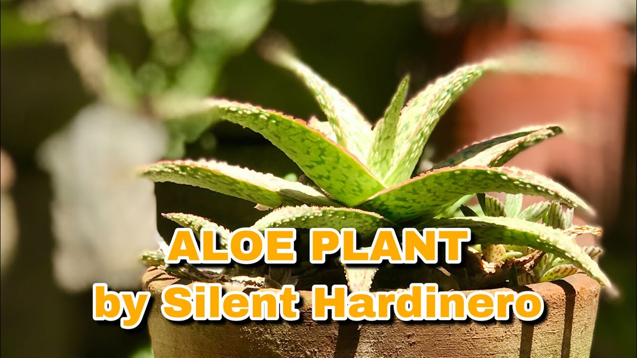 Aloe Plant Collection