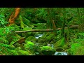 免疫力～病気にならないための音楽【医学博士監修 癒し BGM】 免疫力を高める音楽【免疫・睡眠・偏頭痛・耳鳴り・不安・不眠・イライラ・病気・予防・自律神経・ストレス解消・風邪・インフルエンザ】4K映像