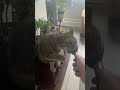 Причесать или почесать… вот в чем вопрос #веселыекоты #кошки #cat