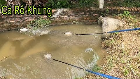 Kích Cá Khúc Mương Bé Tý Cá Nhiều Quá Trời Cá Rô Khủng Cá Lóc |Fish King VN