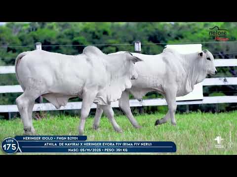 LOTE 175