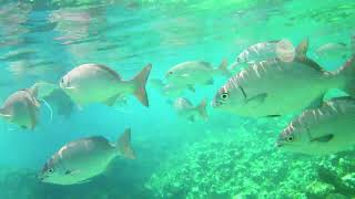 Snorkeling in Grand Cayman and Aruba   September 2022 by wisedoc4300 29 views 1 year ago 49 minutes