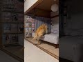 中に人間が入ってるとしか思えない😂ゴールデンレトリバー寝ます!golden retriever sleeps