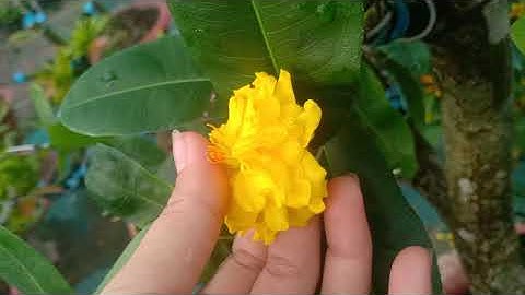 cúc vip, cúc 2 tầng HTP, cúc tiên ông, cúc không nhụy. 250k/ cặp( bao ship).0379640642