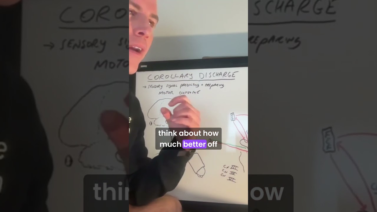 Corollary Discharge & Autism: the brain's prediction system #autistic #science #neurofeedback