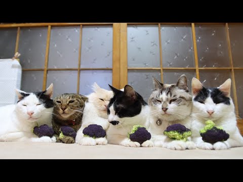 紫カリフラワーをのせた6匹の猫　201204