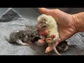 The cry of newborn kittens.