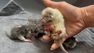 The cry of newborn kittens. by Meowing TV 2,830 views 4 months ago 2 minutes, 41 seconds