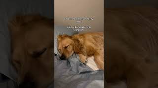 things your dog secretly wishes you would stop doing #ad #dogs #usa #Yumwoof #PerfectSuperfood