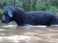 Curly Coated Retriever swimming の動画、YouTube動画。