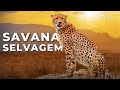 Savana africana  predadores brutais e natureza pica  documentrio completo