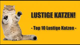 Beste Lustige Katzen Videos Compilation 2018 [ Neue HD ]. by KittyKitty 4,503 views 5 years ago 6 minutes, 27 seconds